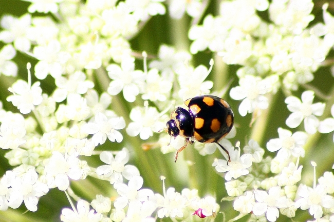 coccinella 2 da ID